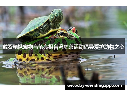 戴资颖携宠物乌龟亮相台湾慈善活动倡导爱护动物之心